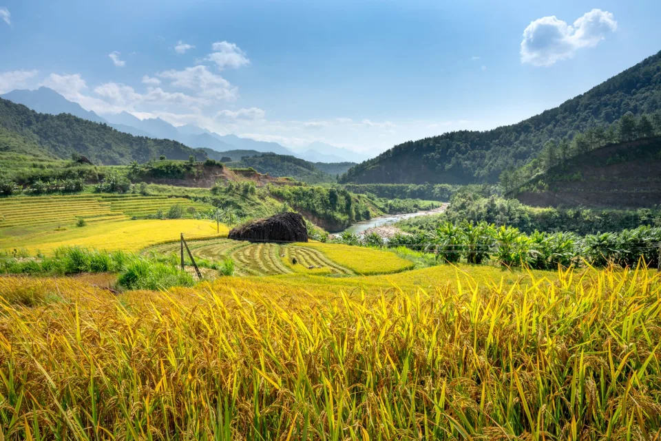 Hạt gạo trong thúng